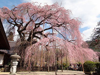 The_side_of_Jiunji-Temple_Prunus_pendula.JPG糸桜.JPG